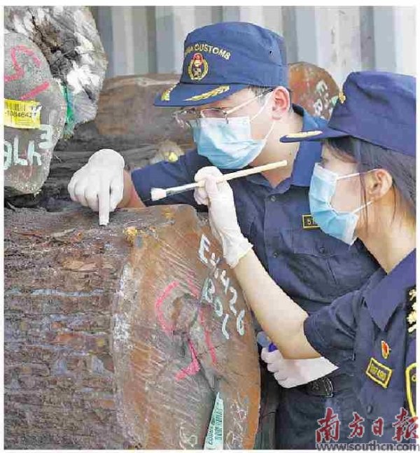 兴业配资 佛山海关截获活体绒毛纵斑天牛